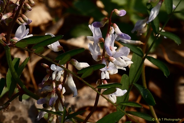 {Vicia caroliniana}